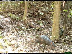 Image of Black Agouti