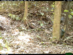 Image of Black Agouti