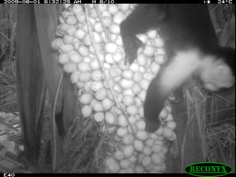 Image of white-faced capuchin