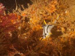 Image of Crowned nudibranch