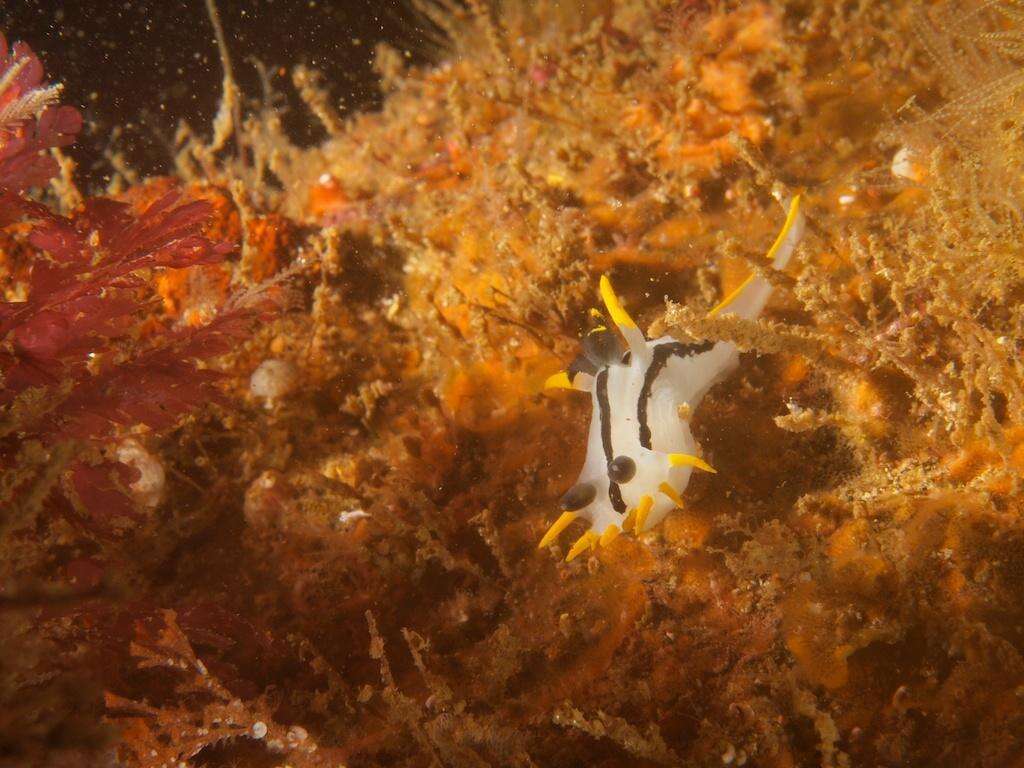 Image of Crowned nudibranch