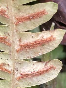 Image of Blechnum asplenioides Sw.