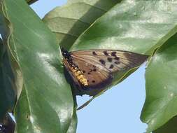 Image de Acraea rogersi Hewitson 1873