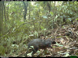 Image of Black Agouti