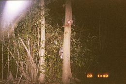 Image of Black-eared Opossum