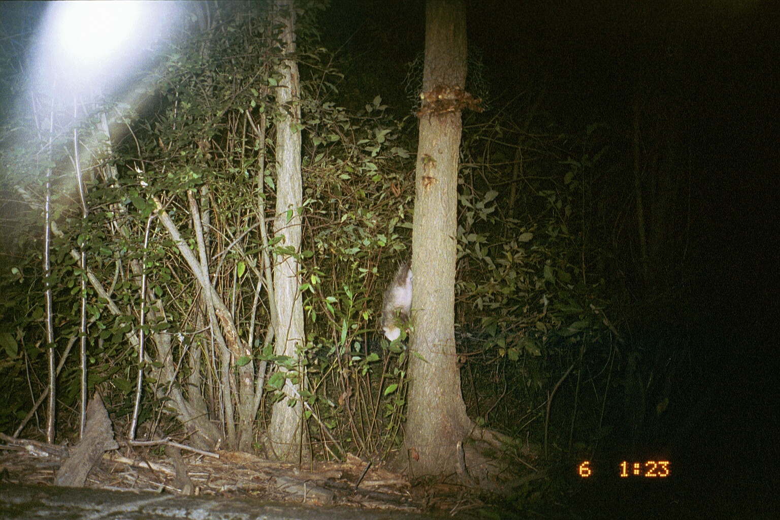 Image of Black-eared Opossum