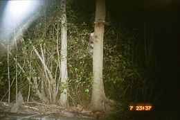 Image of Black-eared Opossum