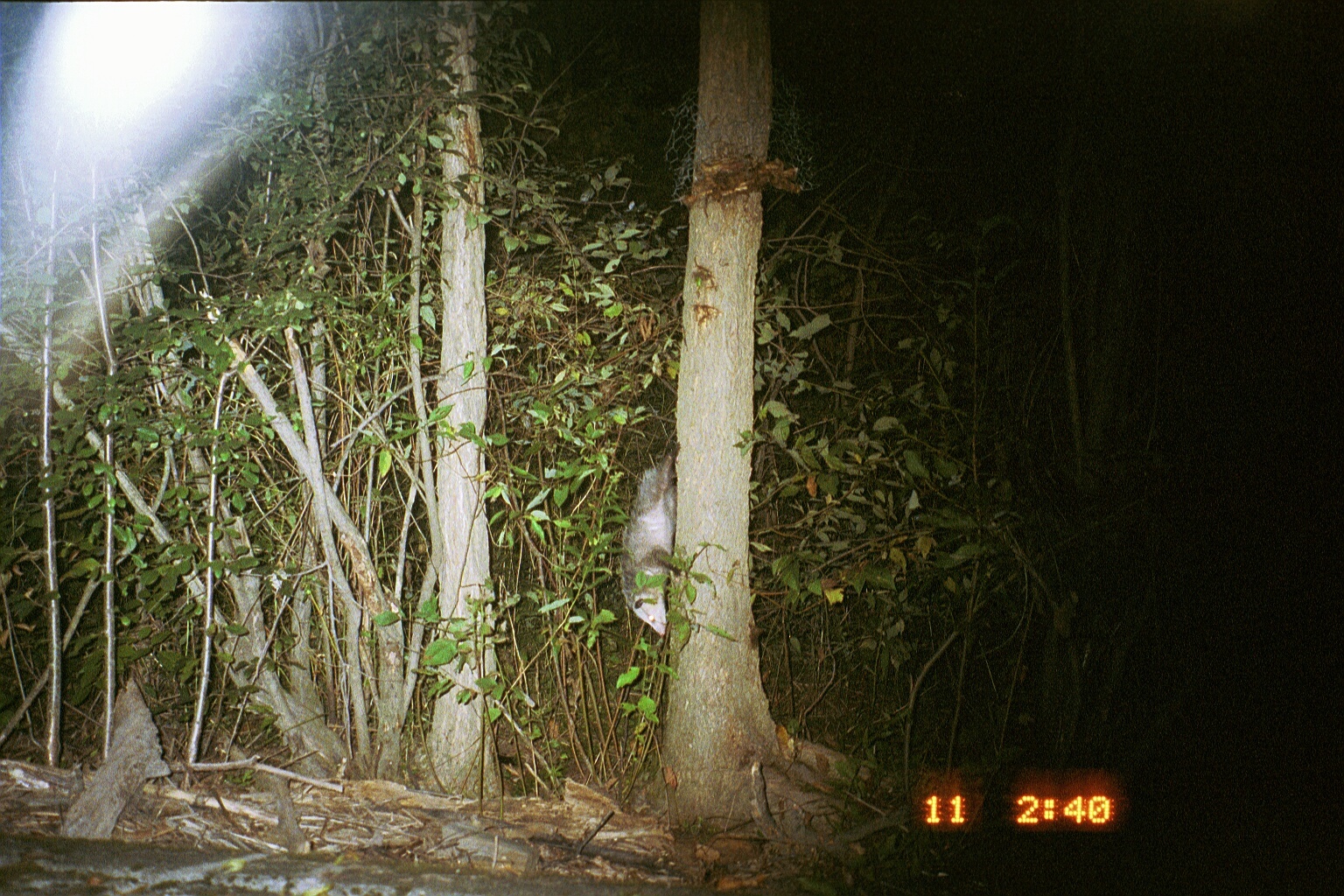 Image of Black-eared Opossum