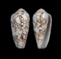 Image of Conus brandonensis (Lorenz 2019)