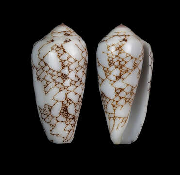 صورة Conus brandonensis (Lorenz 2019)