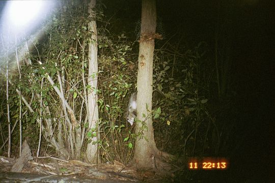 Image of Black-eared Opossum