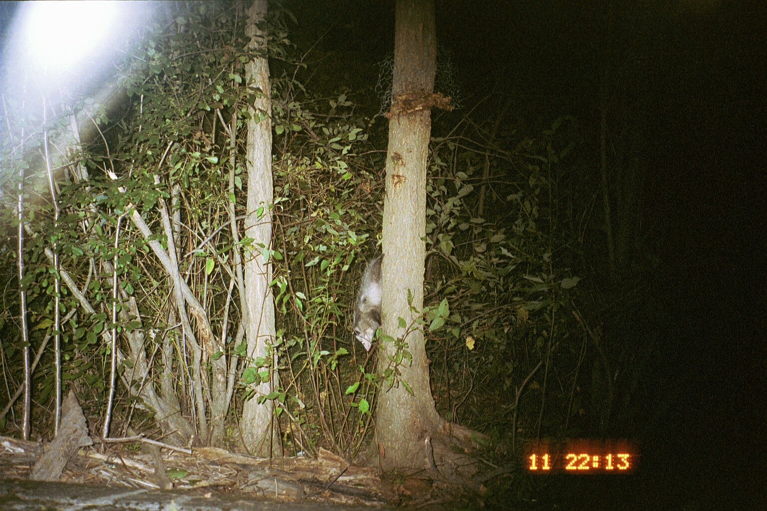 Image of Black-eared Opossum