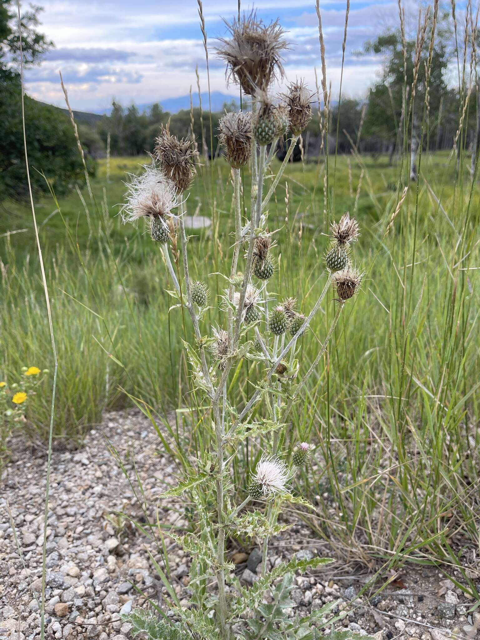 صورة Cirsium tracyi (Rydb.) Petr.