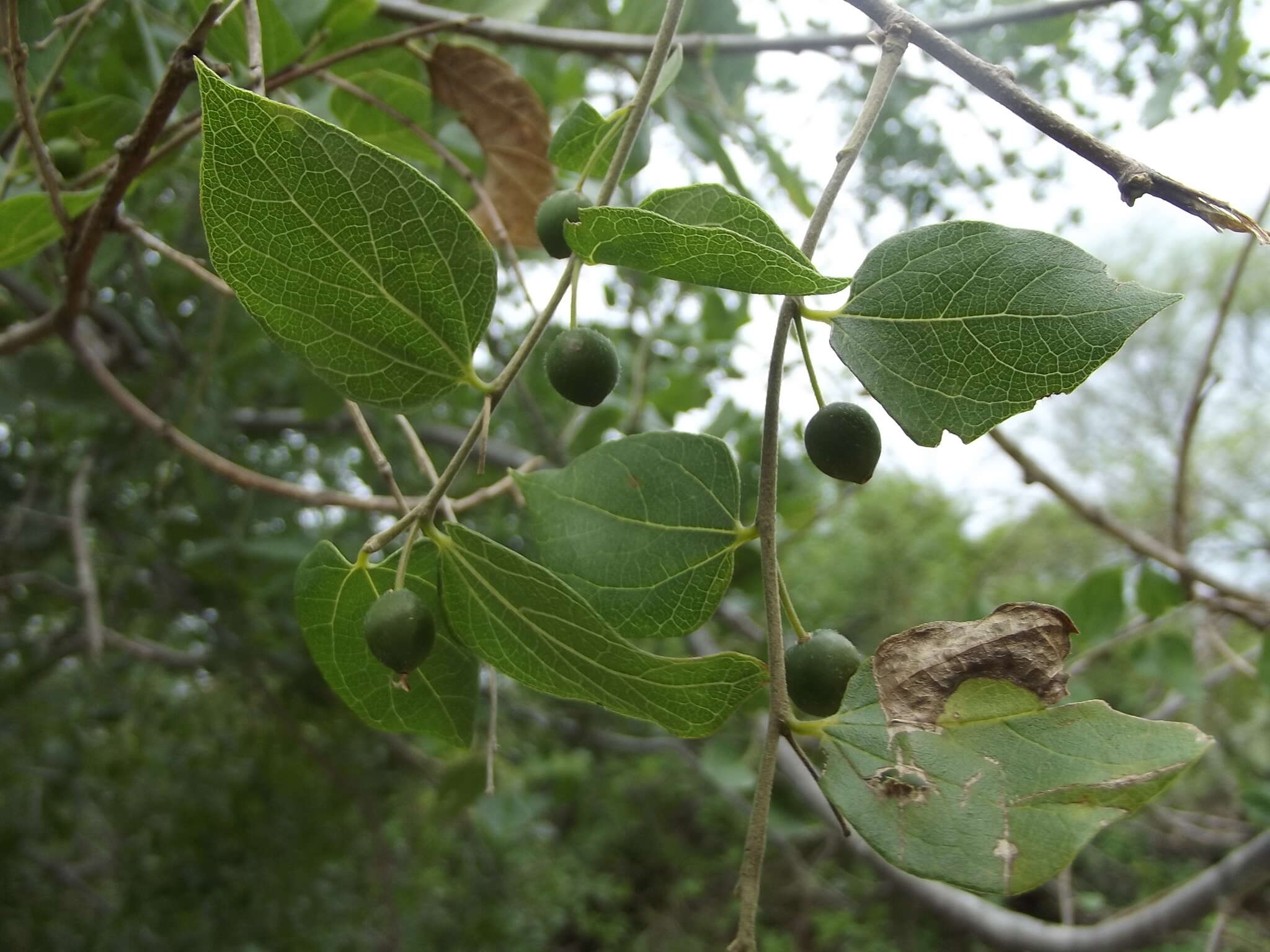 Celtis reticulata Boorsma 1907的圖片