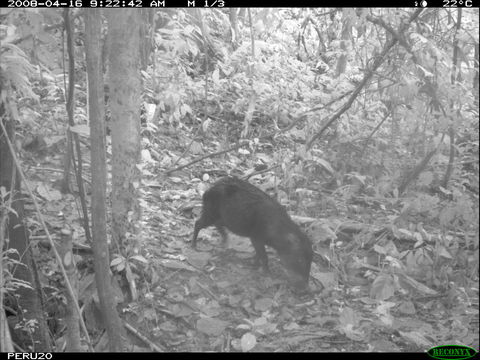 Image of White-lipped Peccary