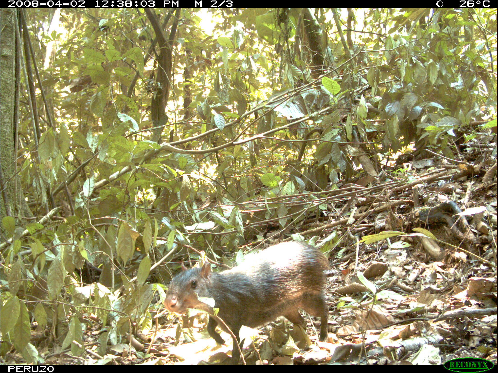 Image of Black Agouti