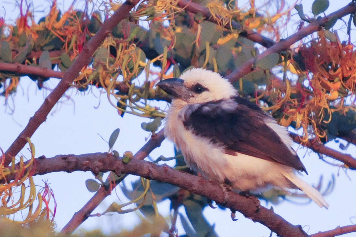 Image of White-headed Barbet