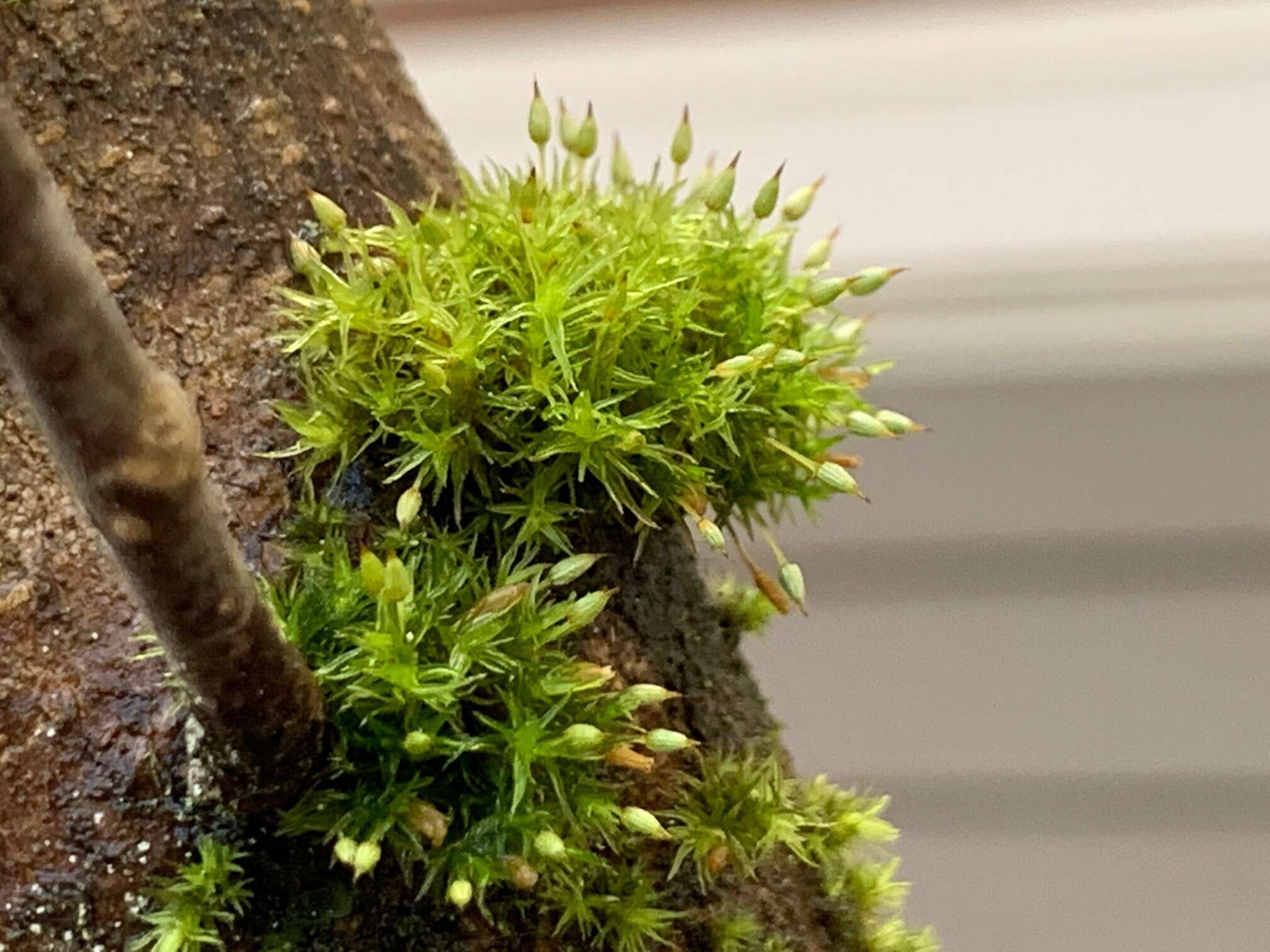 Image of orthotrichum moss