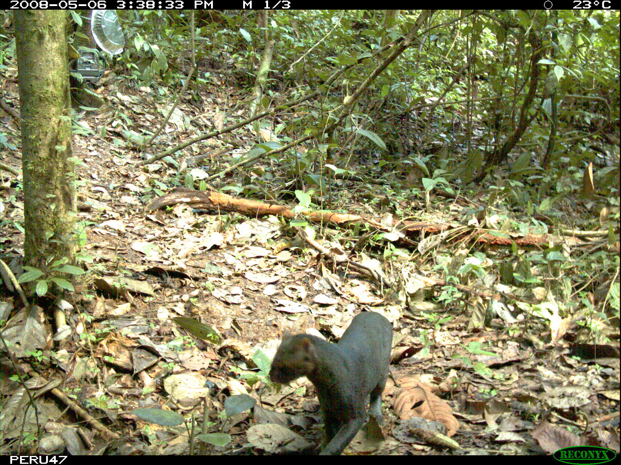 Image of Jaguarundi