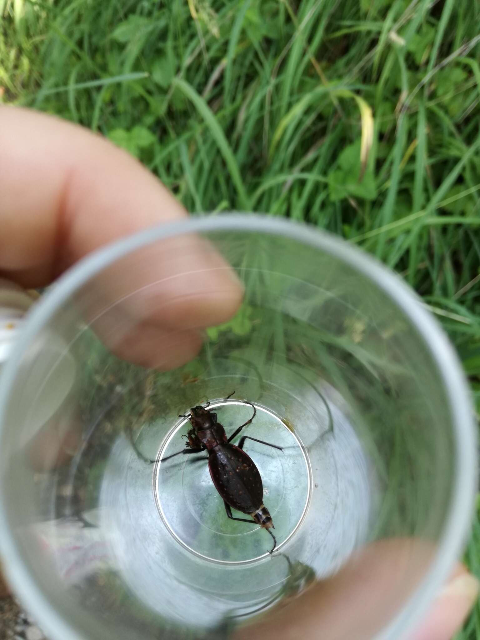 Image of Carabus (Platycarabus) irregularis Fabricius 1792