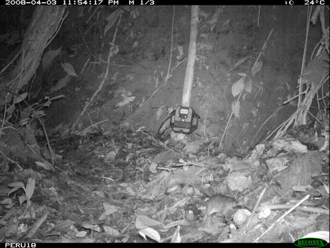 Image of Brown Four-eyed Opossum