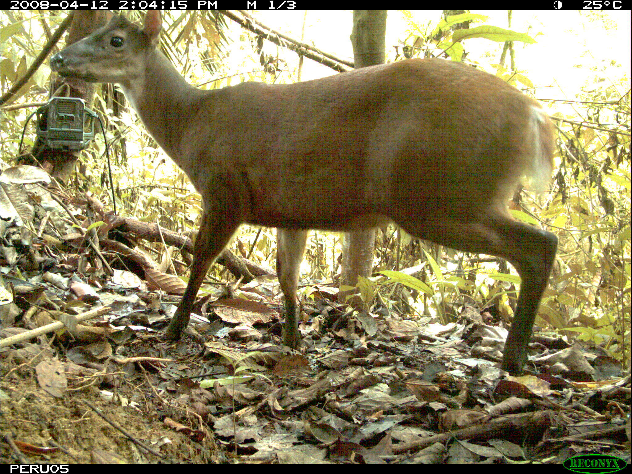 Image of South American Red Brocket