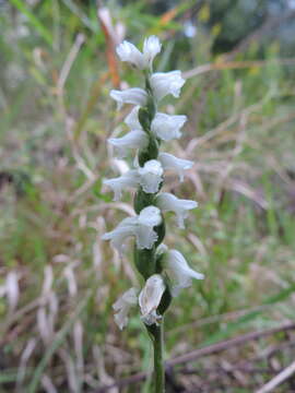 Image of Nodding lady's tresses