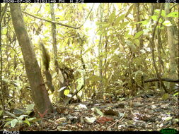 Image of Bolivian Squirrel