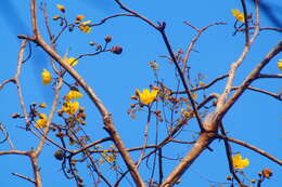 Imagem de Cochlospermum vitifolium (Willd.) Spreng.