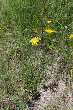 Image of Hirpicium bechuanense (S. Moore) Roessler