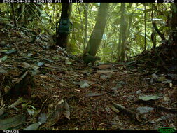 Image of Bolivian Squirrel