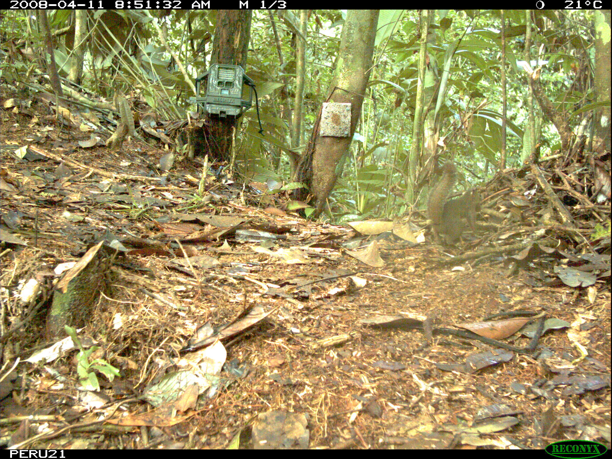 Image of Bolivian Squirrel