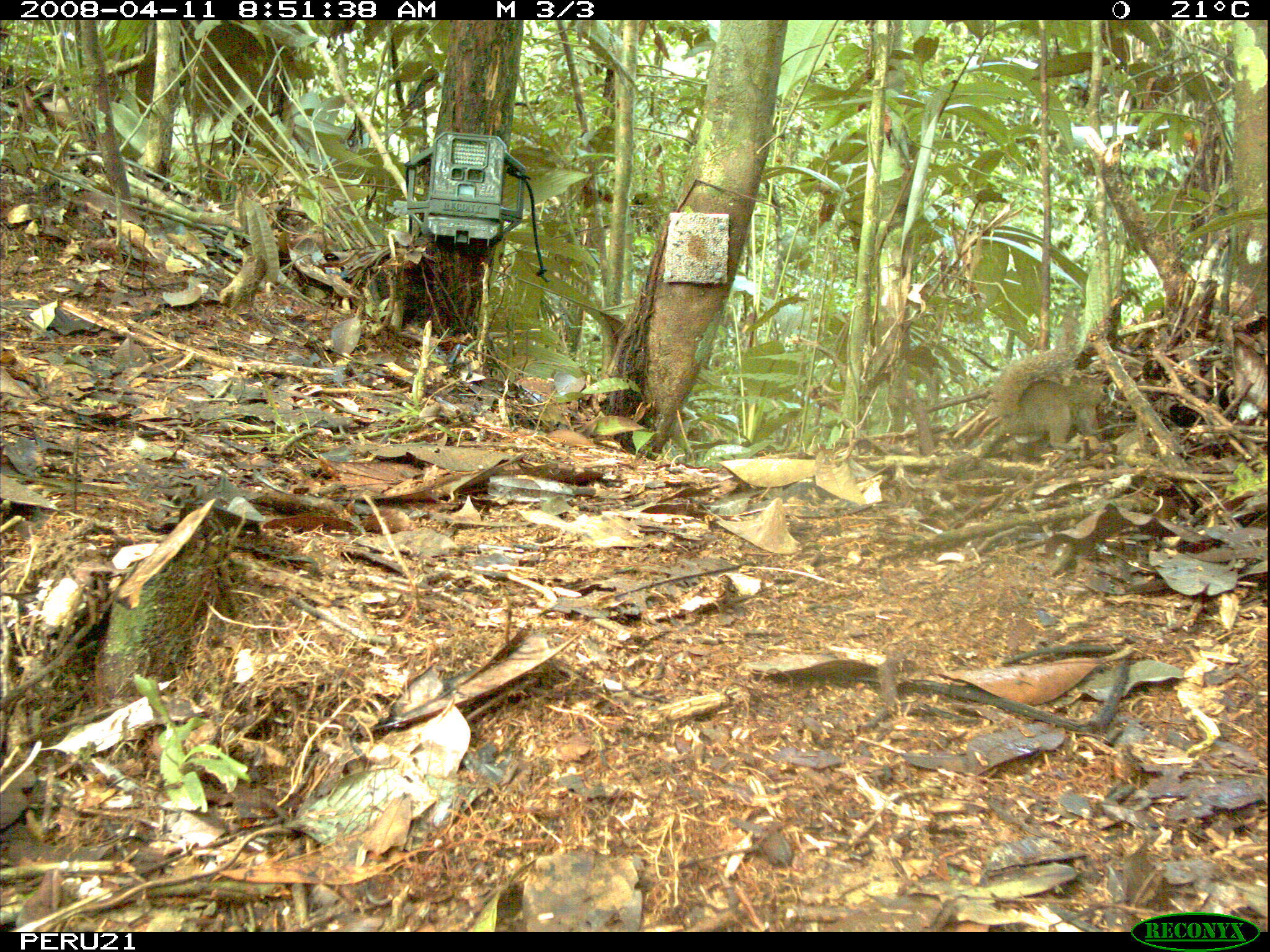 Image of Bolivian Squirrel