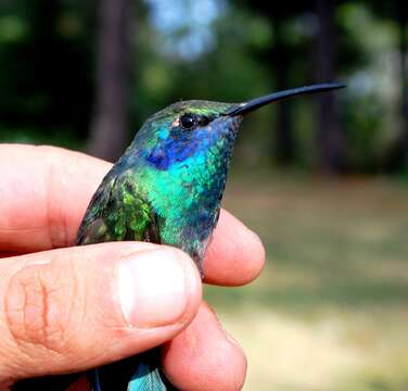 Image of Green Violet-ear