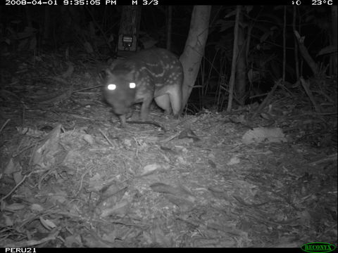 Image de Agouti