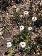 Image de Helichrysum pumilum Hook. fil.