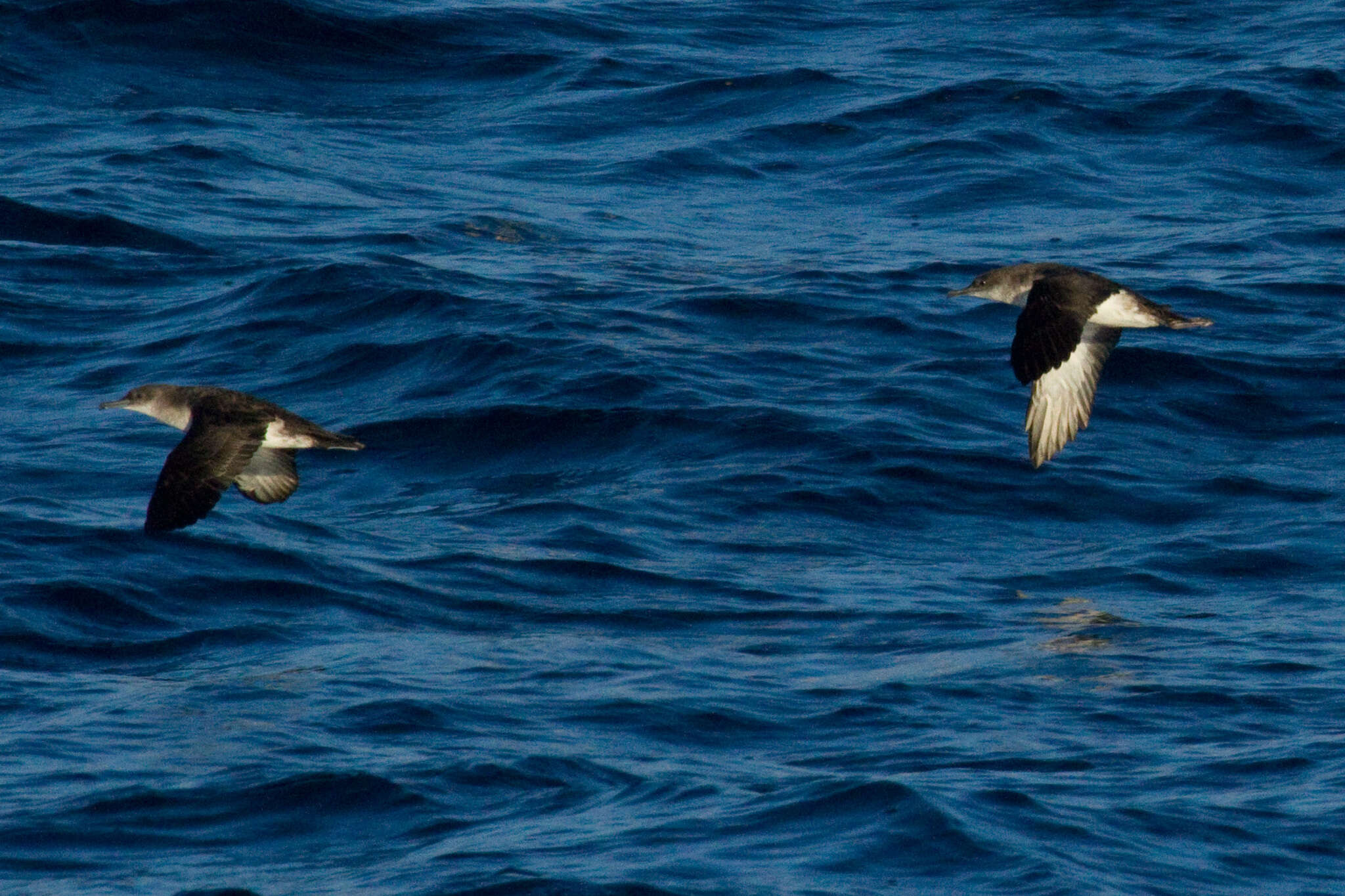 Image of Black-vented Shearwater