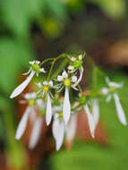 Sivun Saxifraga cortusifolia Sieb. & Zucc. kuva