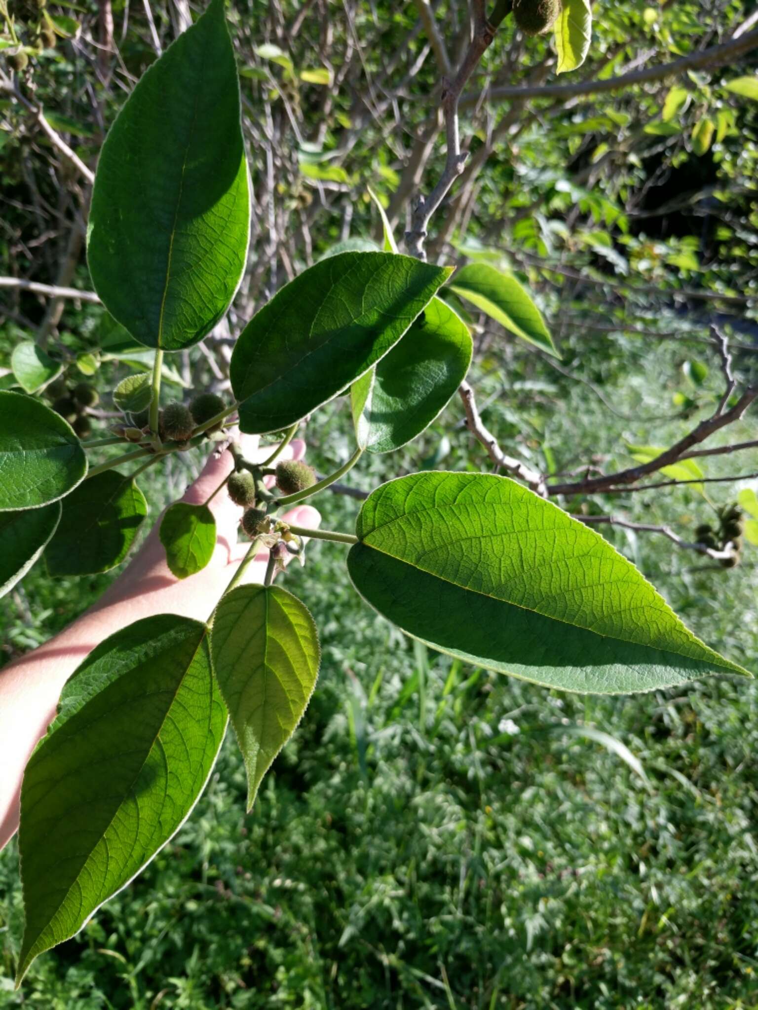 Image of paper mulberry