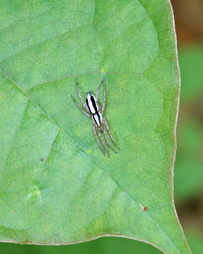 Image of Cesonia bilineata (Hentz 1847)