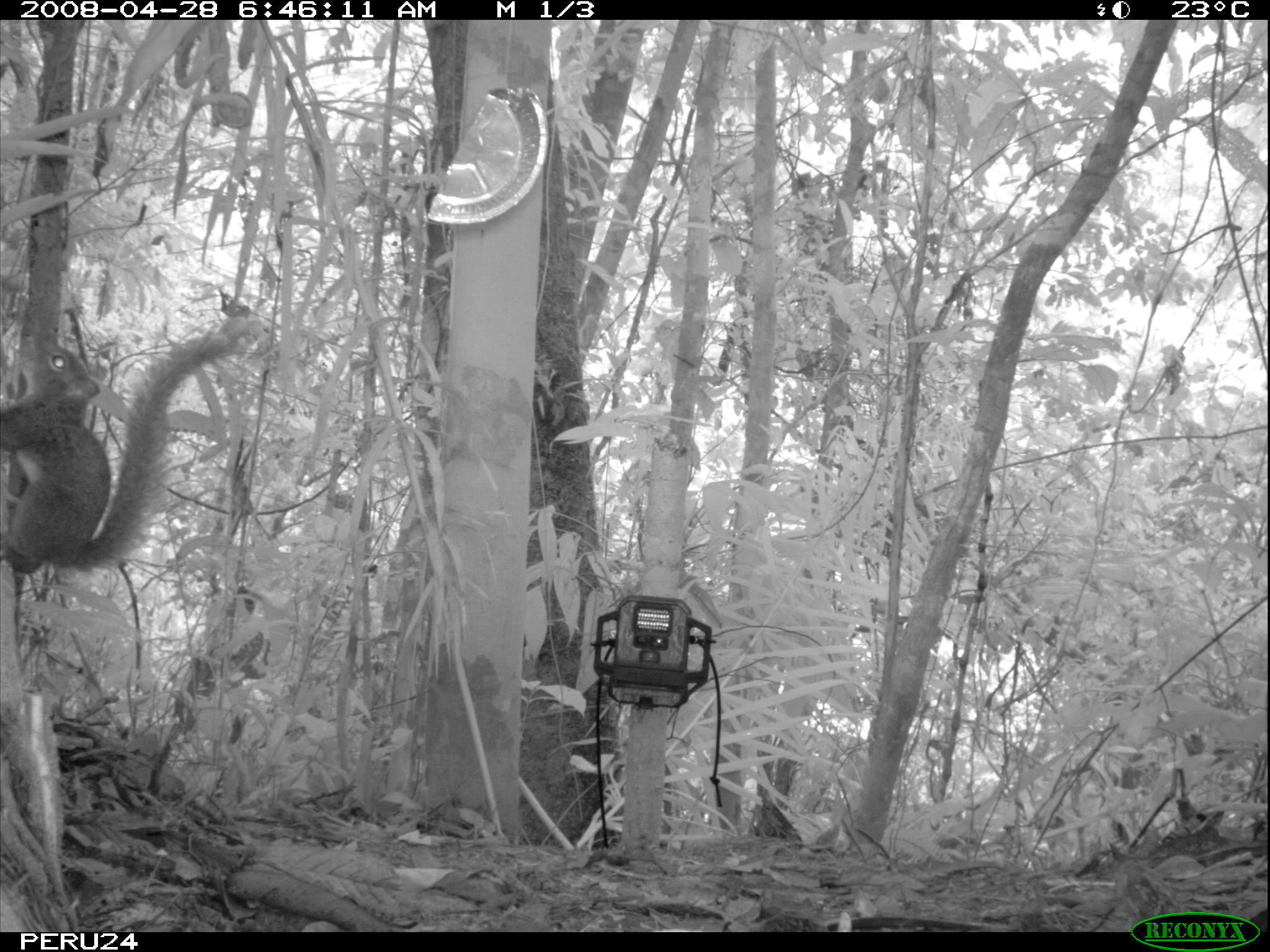 Image of Bolivian Squirrel