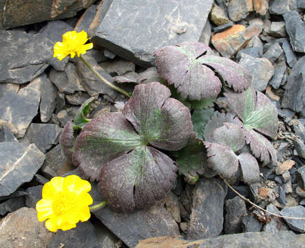 Image of Ranunculus arachnoideus C. A. Mey.