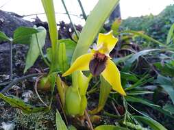 Image of Maxillaria praestans Rchb. fil.