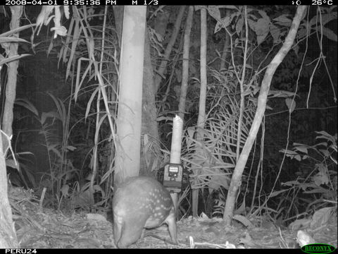 Image de Agouti