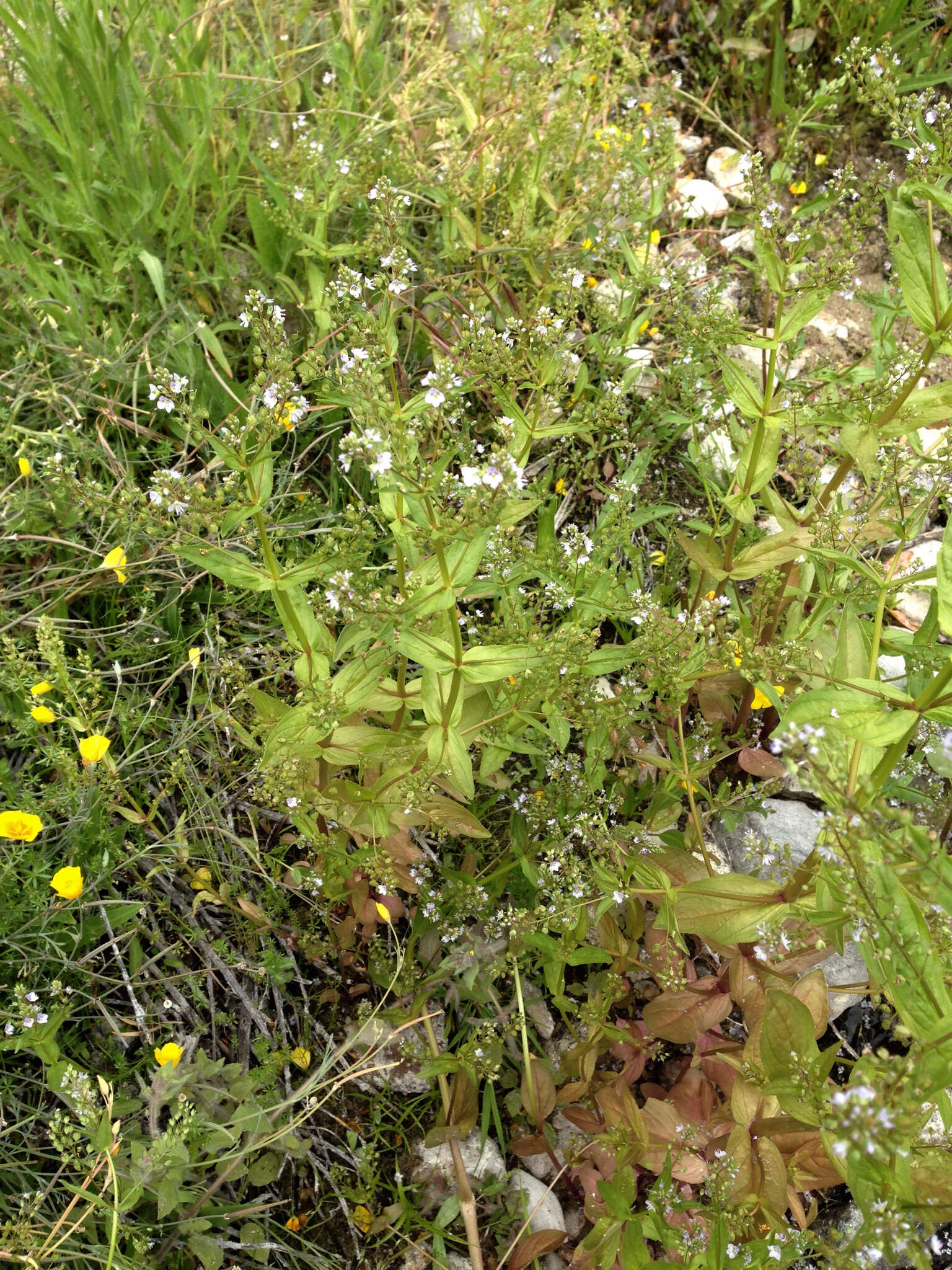 Image of Blue Water-speedwell