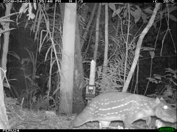 Image de Agouti