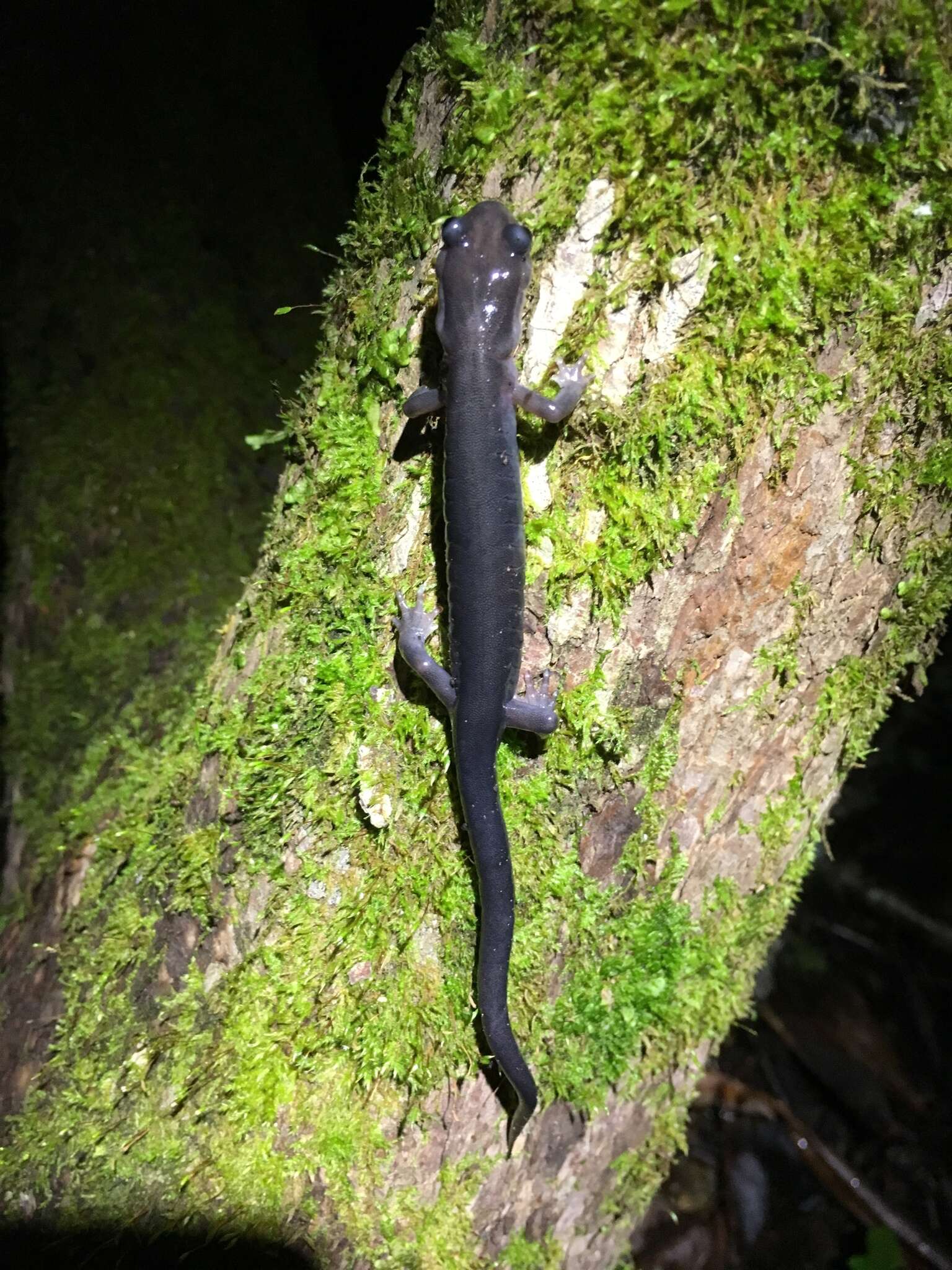 Image de Plethodon montanus Highton & Peabody 2000