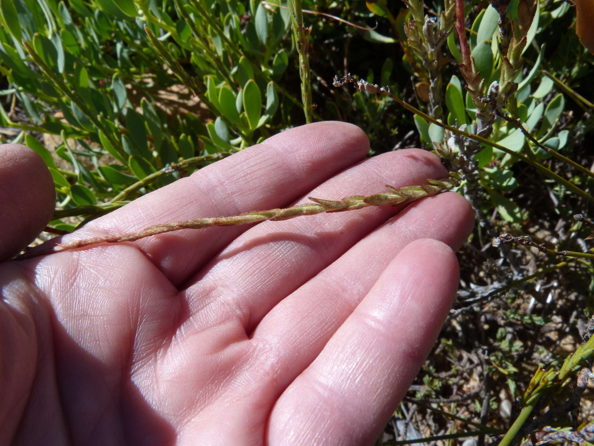 Imagem de Syncarpha canescens subsp. canescens