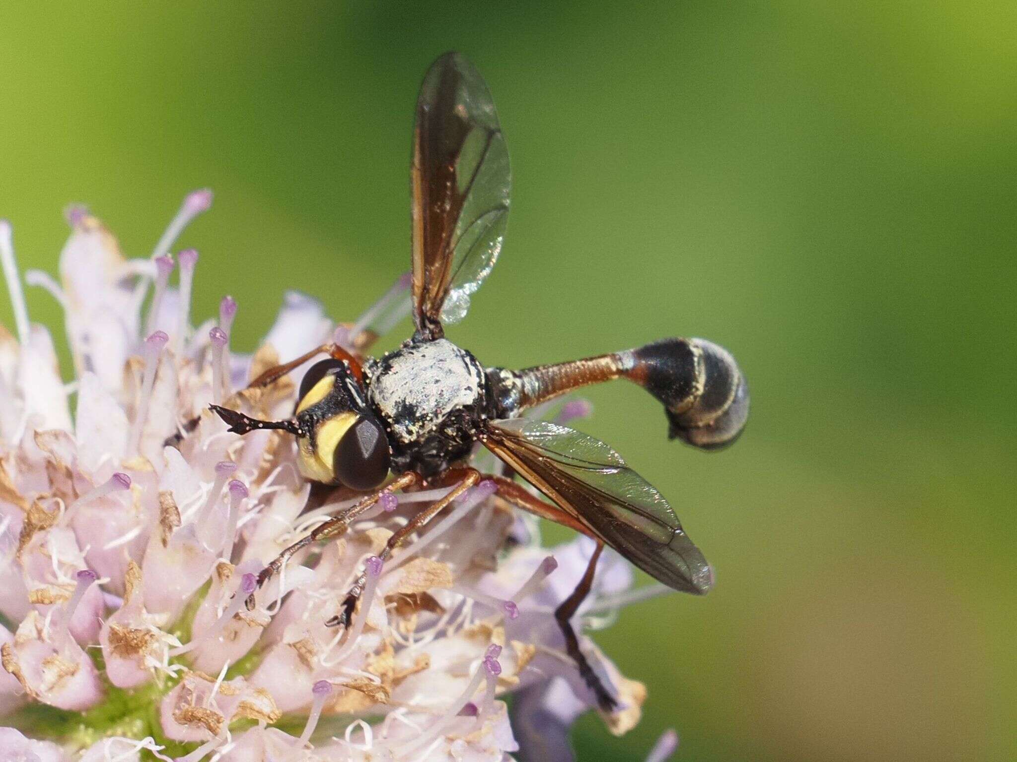 Image of Physocephala rufipes (Fabricius 1781)