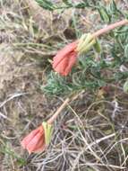 Image of Argentine evening primrose